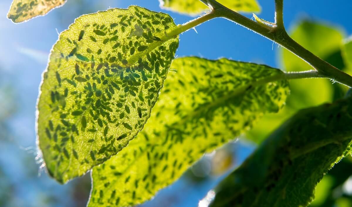 Aphid Control in Apollo Beach, FL