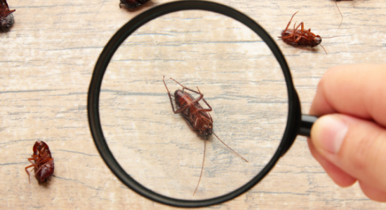 Roach control