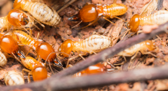 Termite control