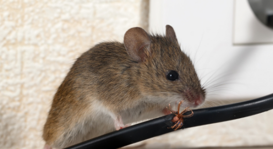 Rodent Pest Control