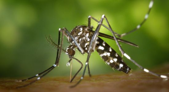 Mosquito Pest Control