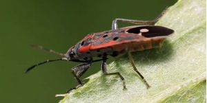 /services/pest-control/chinch-bug/